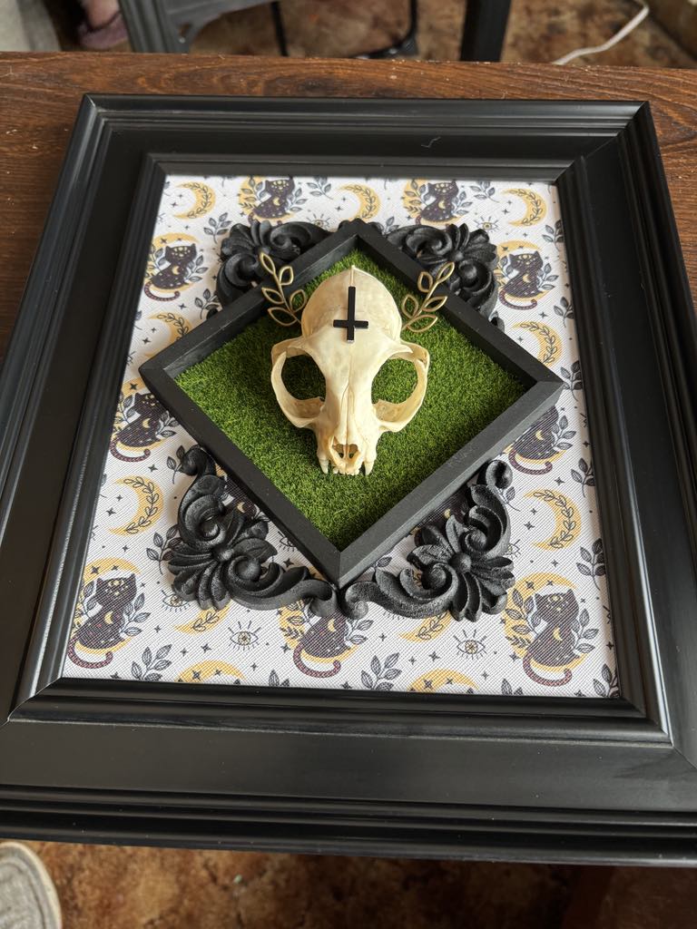 Cat Skull Taxidermy Oddity Bone Art