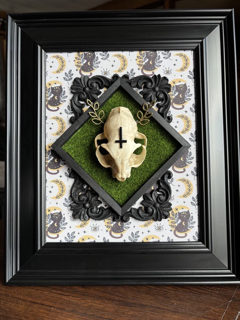Cat Skull Taxidermy Oddity Bone Art