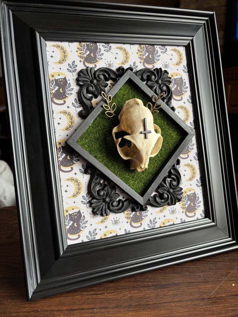 Cat Skull Taxidermy Oddity Bone Art