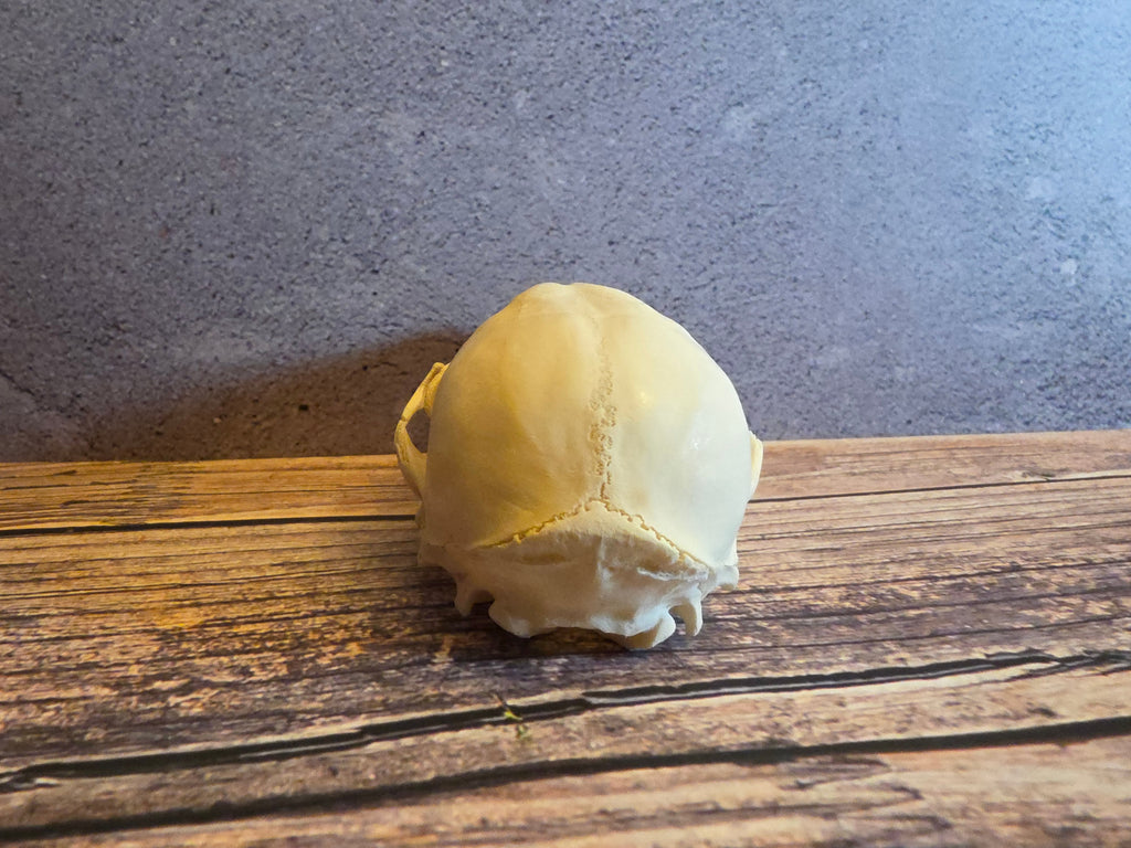 Juvenile Raccoon Skull