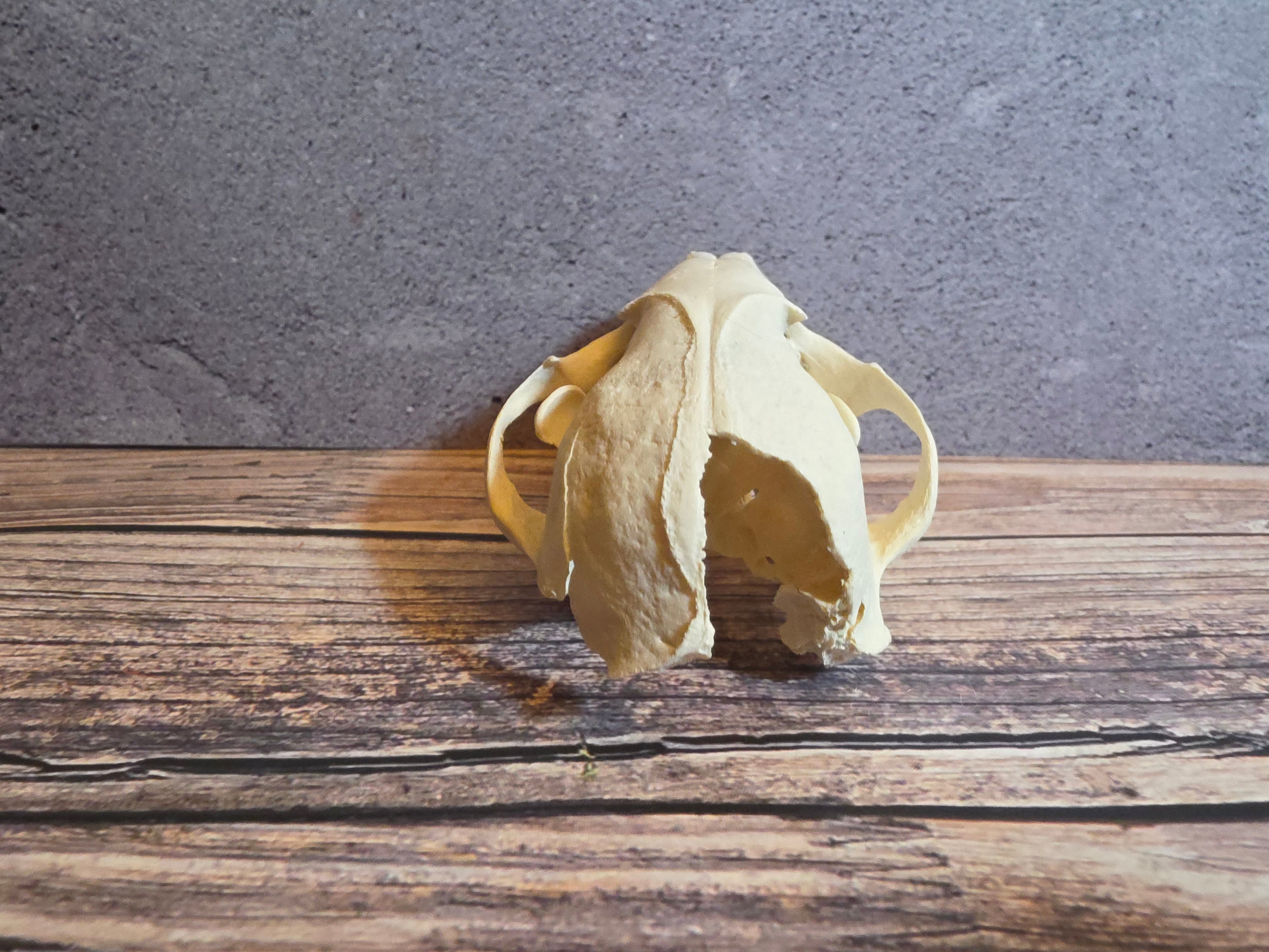 Geriatric Raccoon Skull w/ Dental Pathology