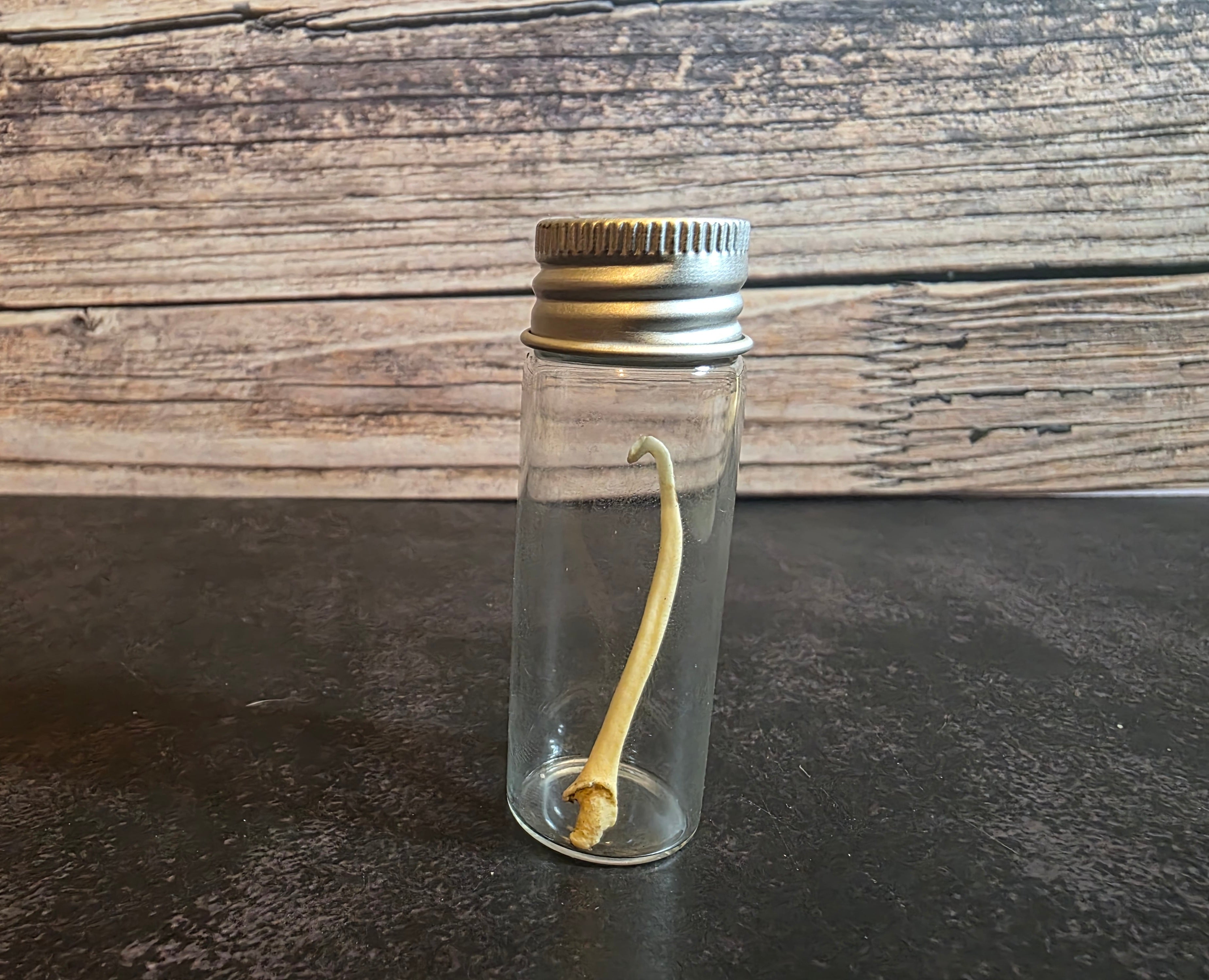 Pathological Mink Baculum Curio Vial