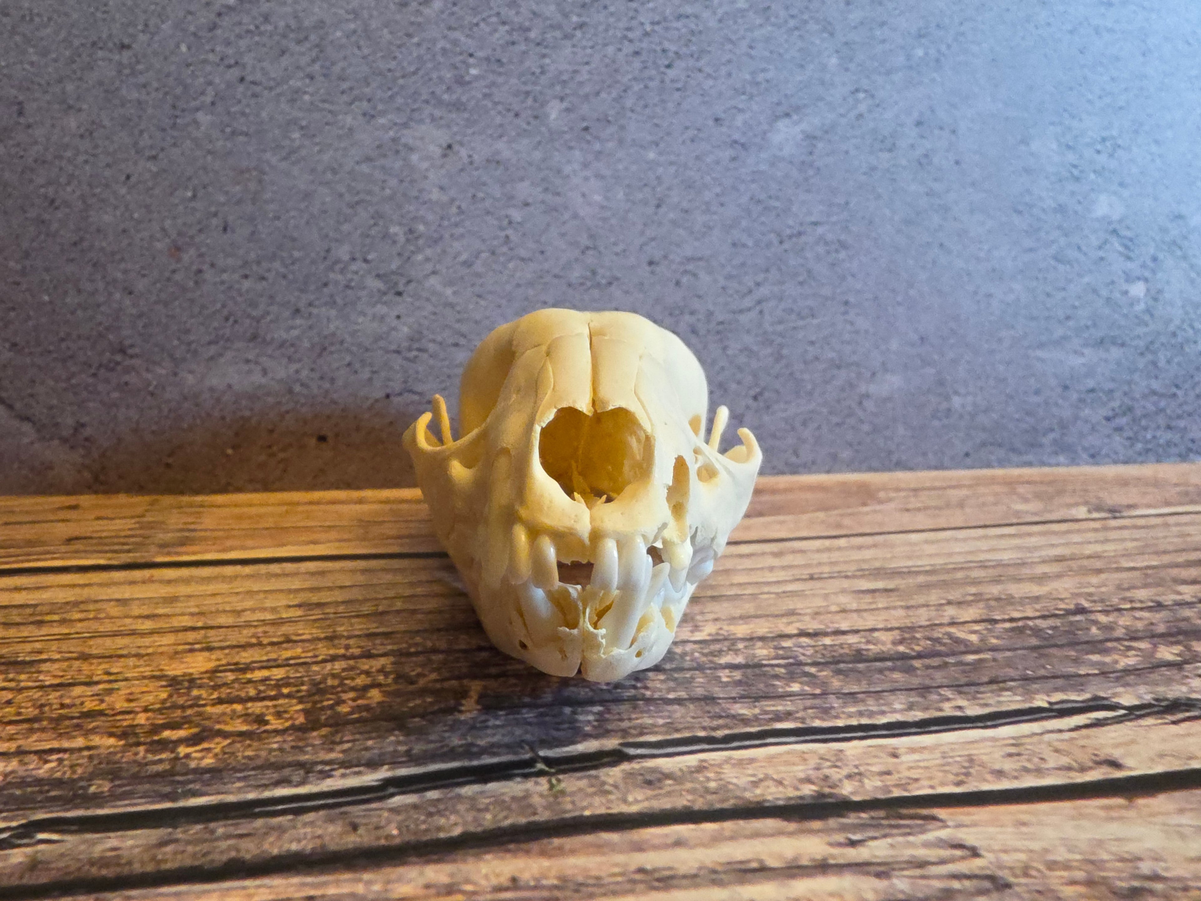 Juvenile Raccoon Skull
