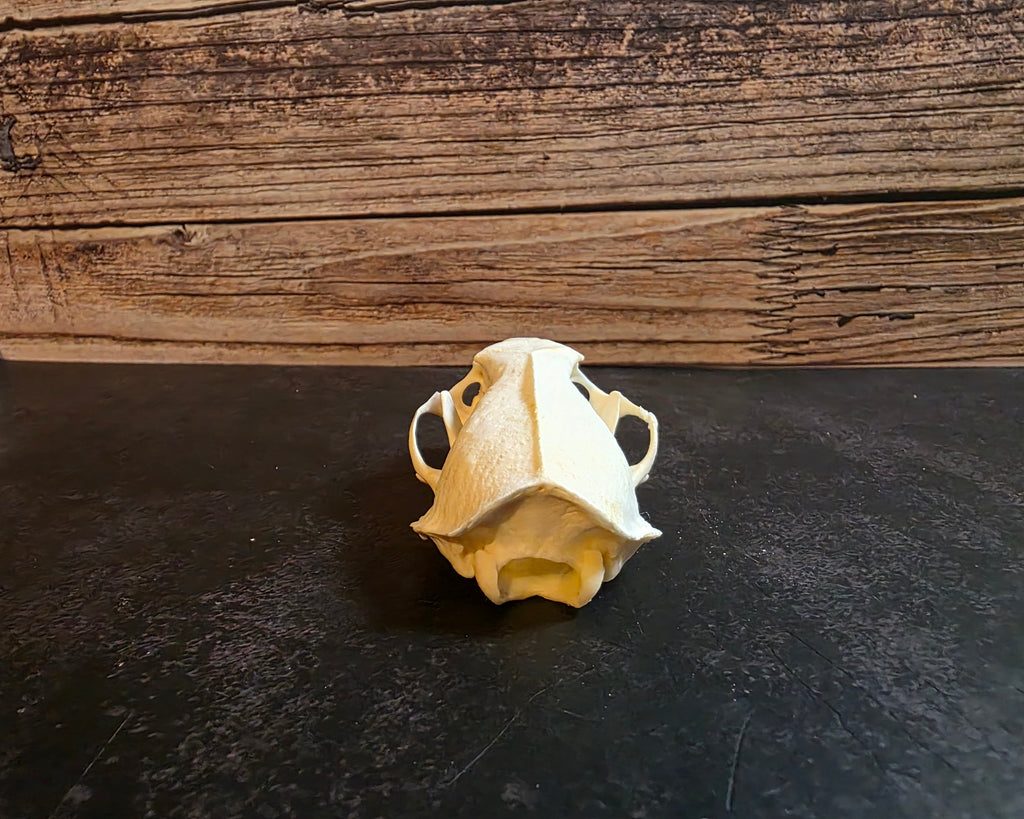 Mink Skull