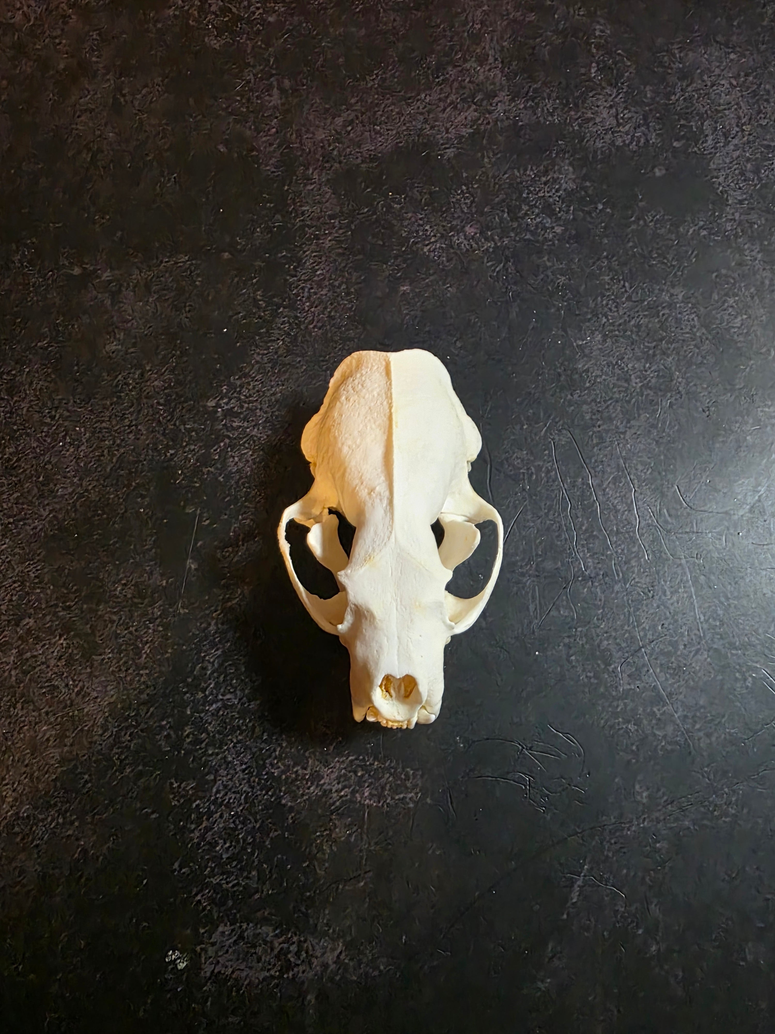 Mink Skull
