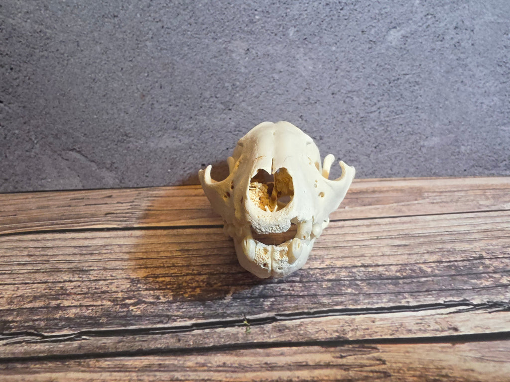 Geriatric Raccoon Skull w/ Dental Pathology