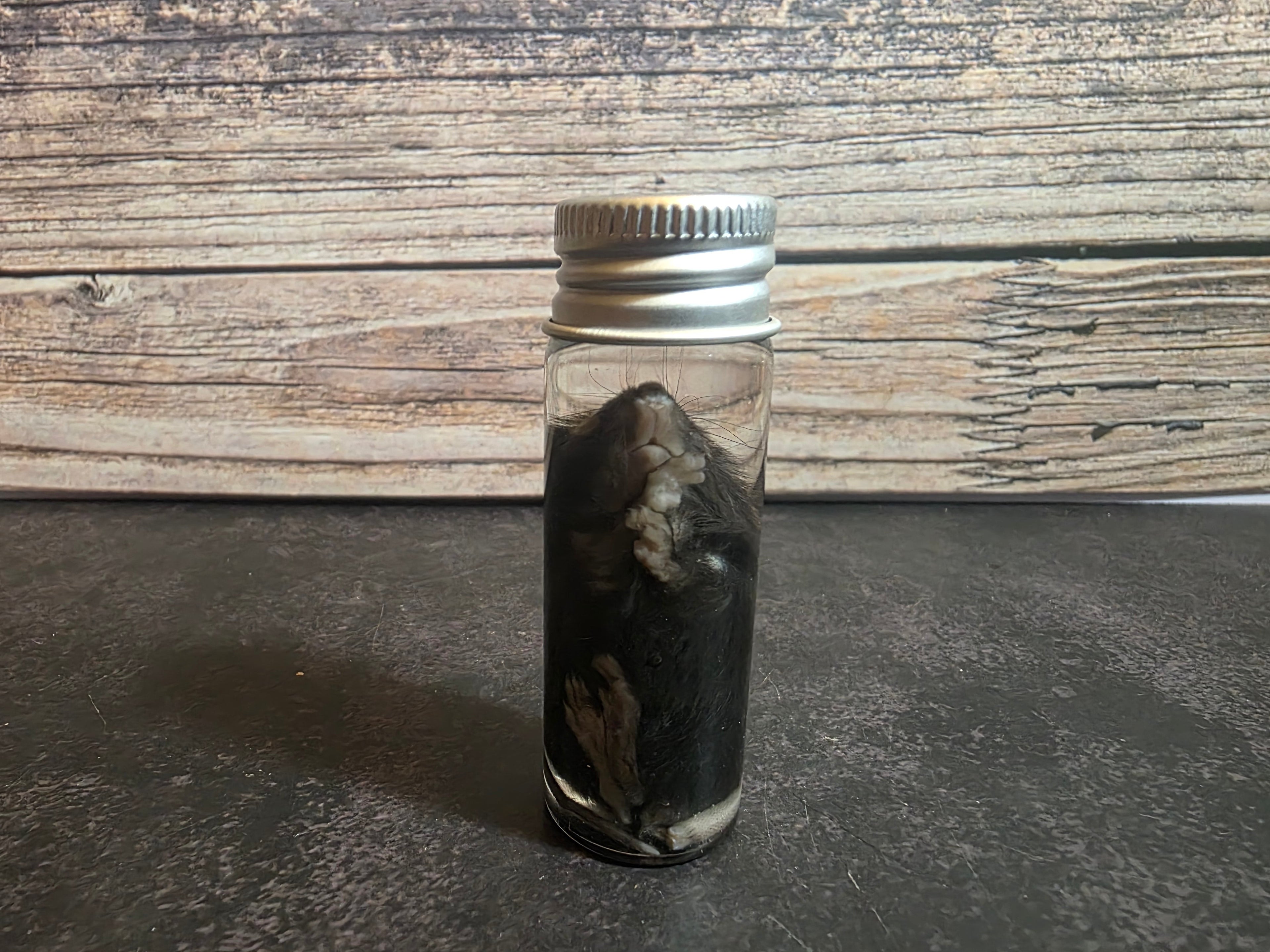 Fuzzy Dark Mouse Wet Specimen Vial